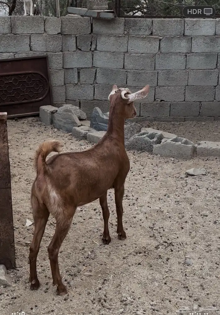 جفره للبيع 2