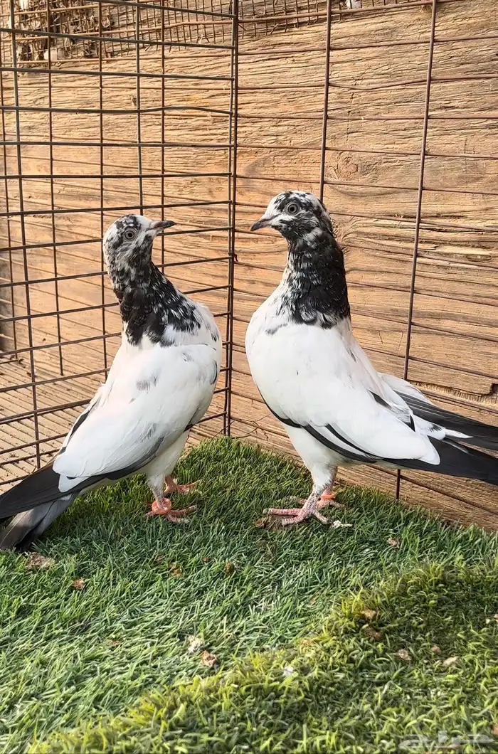 السلام عليكم. حمام بكستاني. 1