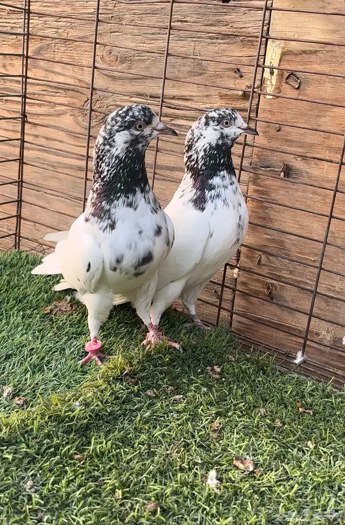 السلام عليكم. حمام بكستاني. 0