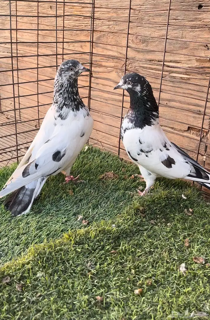 السلام عليكم. حمام بكستاني. 2