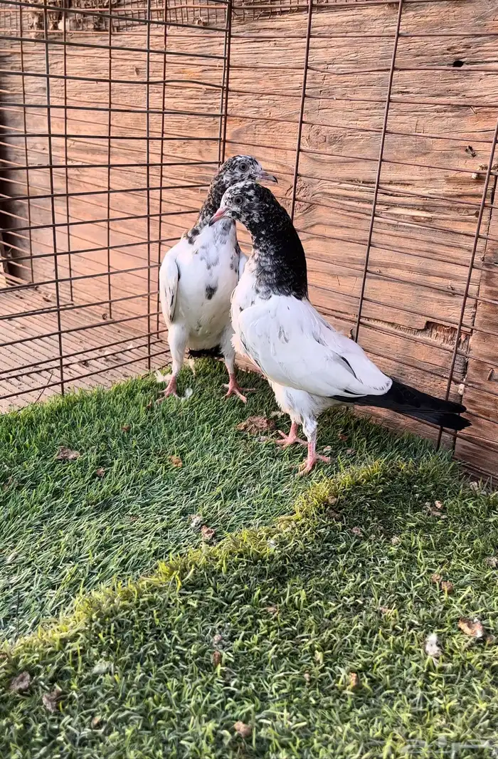 السلام عليكم. حمام بكستاني. 3