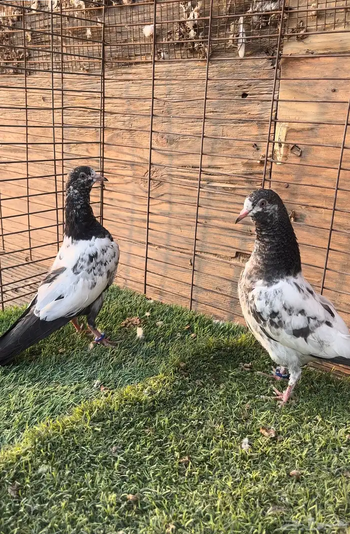 السلام عليكم. حمام بكستاني. 4