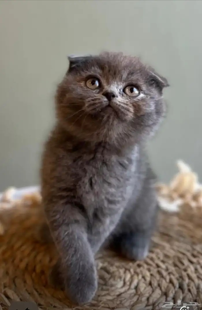 كيتن سكوتش 0