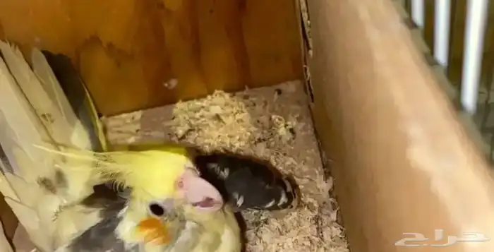 زوج كروان منتج شرط 4