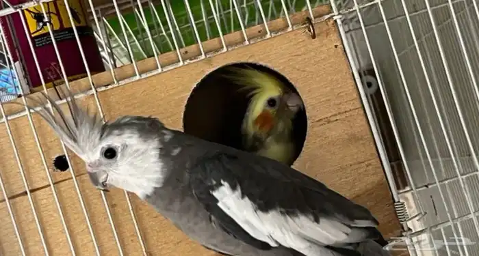 زوج كروان منتج شرط 3