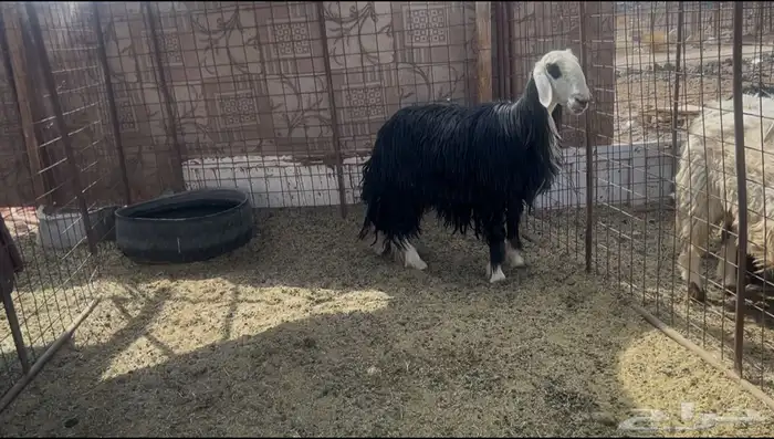 للبيع رخل نجديه ثنيه حايل وشحم 0