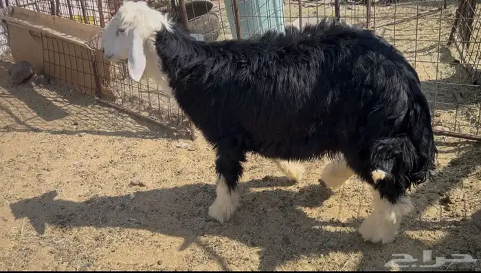 للبيع خروف نجدي فل شحم ظهر وطرف 0