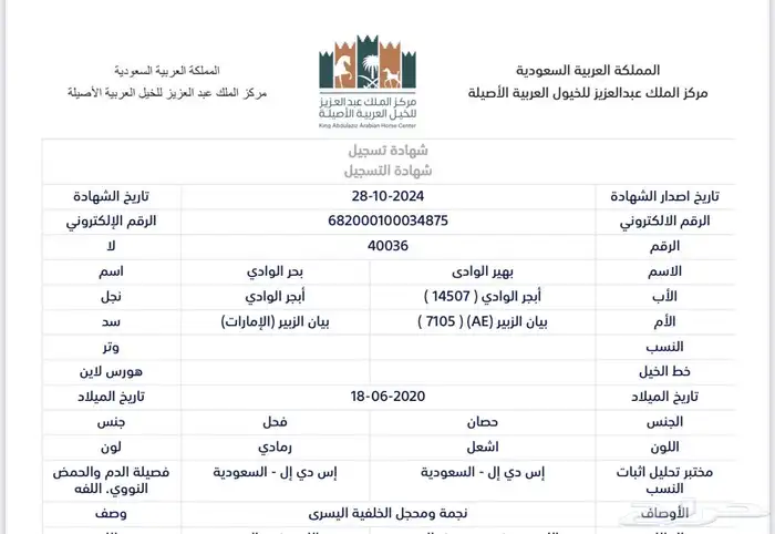 حصان واهو حفيد ابطال 2