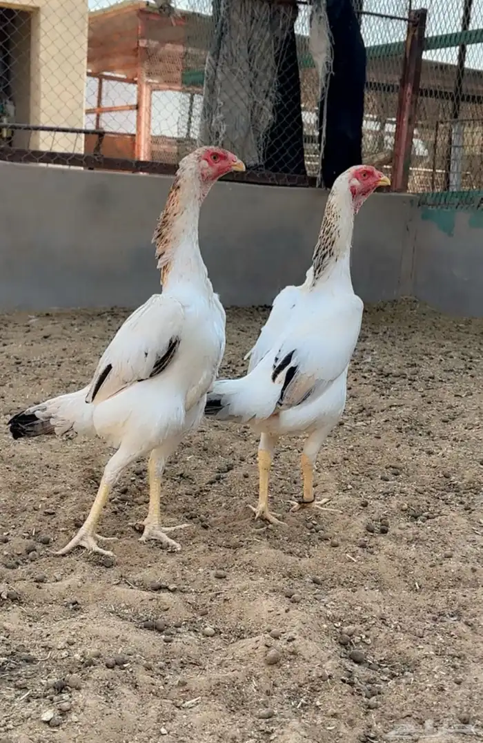 طقم شامو ياباني فاخر 0