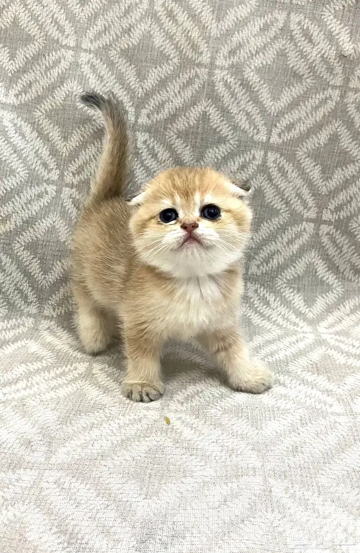 للبيع سكوتش تربل فولد مستوى vip 0