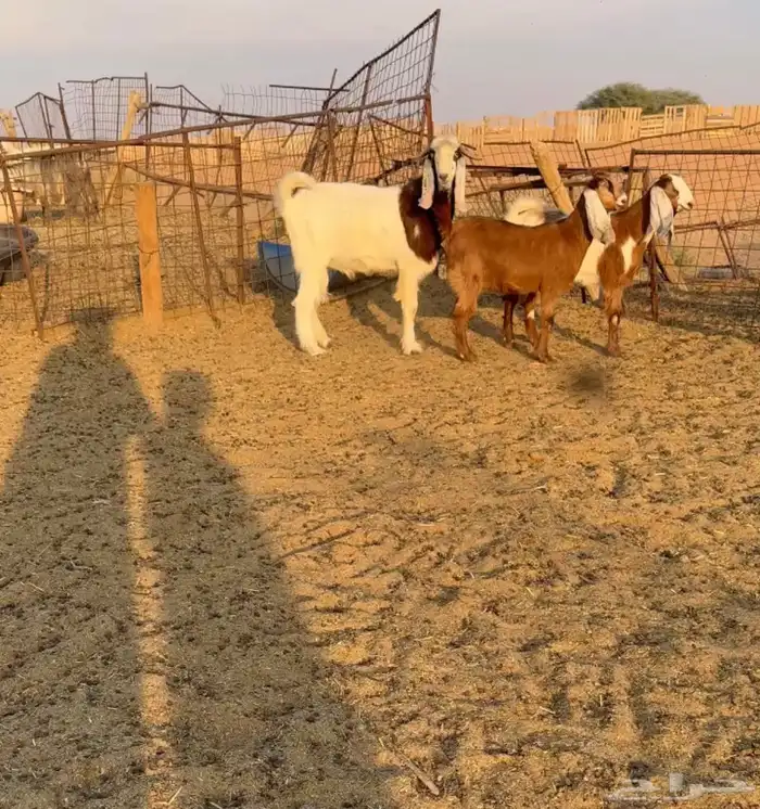 تم البيع. جفرات مصريات 0