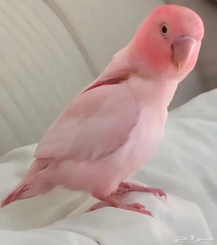 ابي طير روز الوانها حلوه واليفه 0