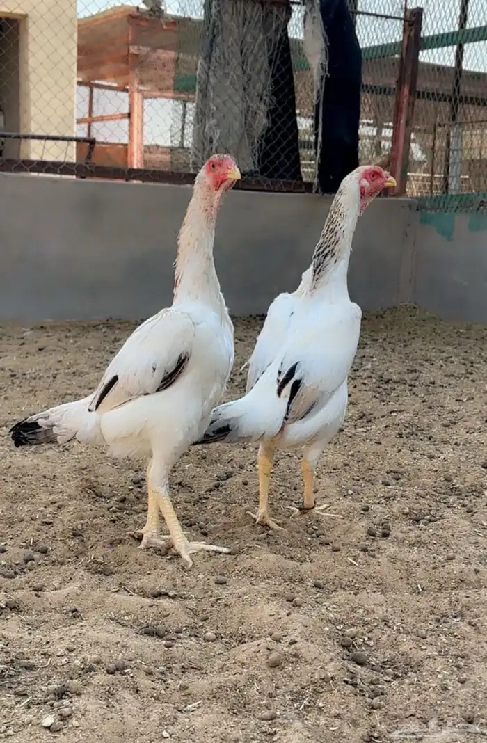 طقم شامو ياباني فاخر 2