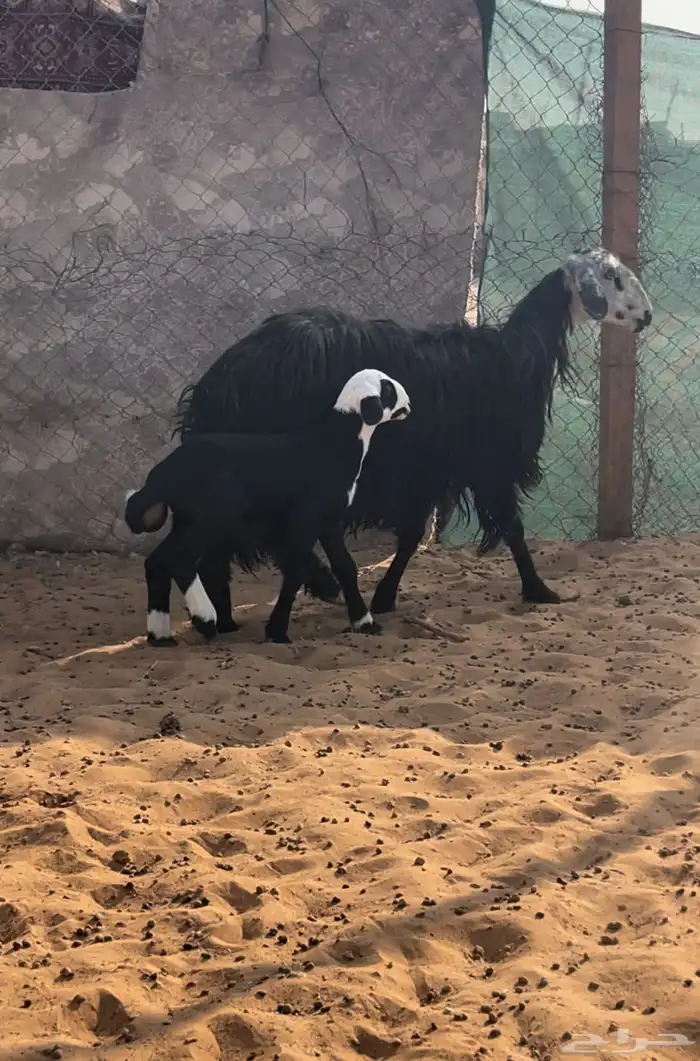 سدس متبع بخروف روم وسلم 5