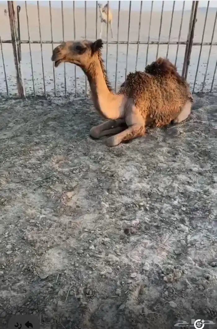 بكره حقه صفرا 0