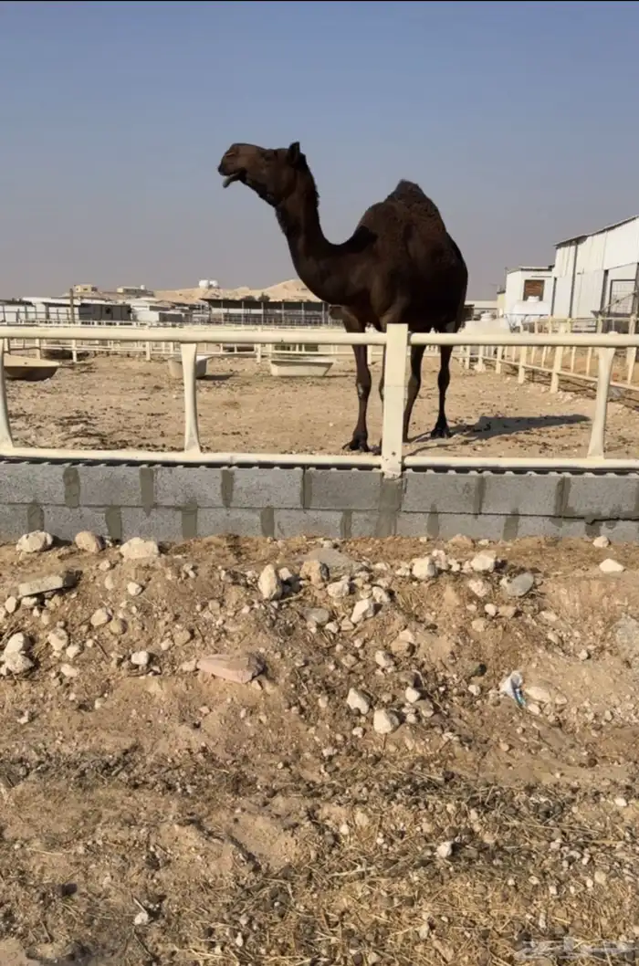 للبيع لقحه 1