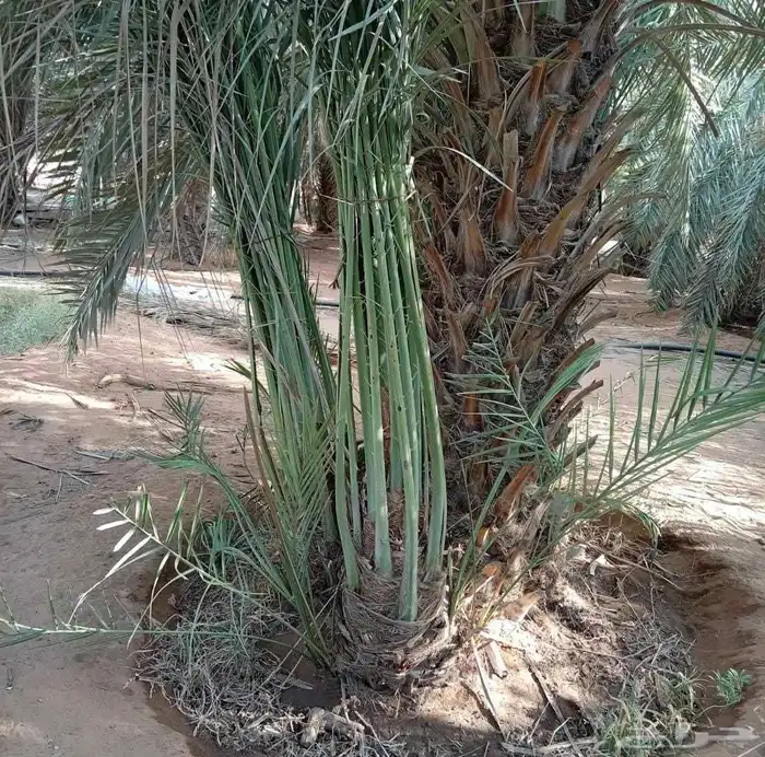 قلع وغرس وتوريد جميع انواع النخيل 8