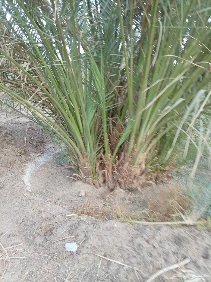 نخل للبيع جميع انواع انخيل من القصيم 1