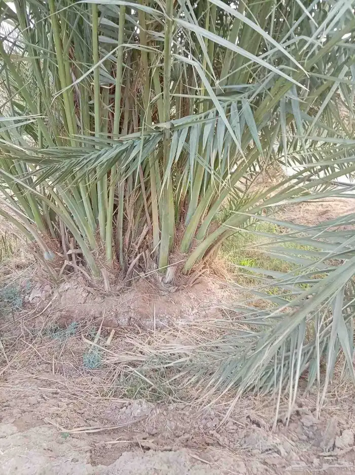 نخل للبيع جميع انواع انخيل من القصيم 0