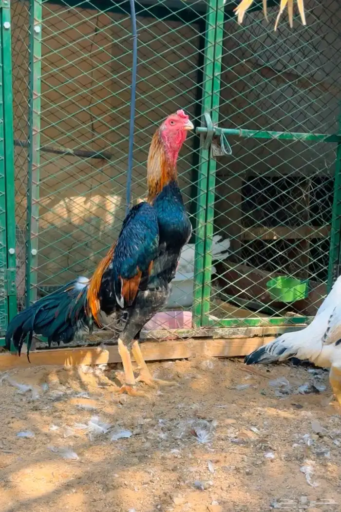 طقم شامو ياباني فاخر 3