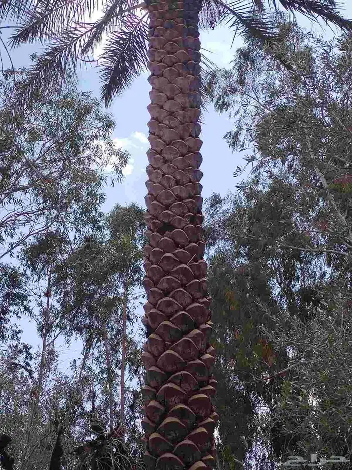 تبوك تكريب النخل وتنظيف وقلع وغرس النخل 1