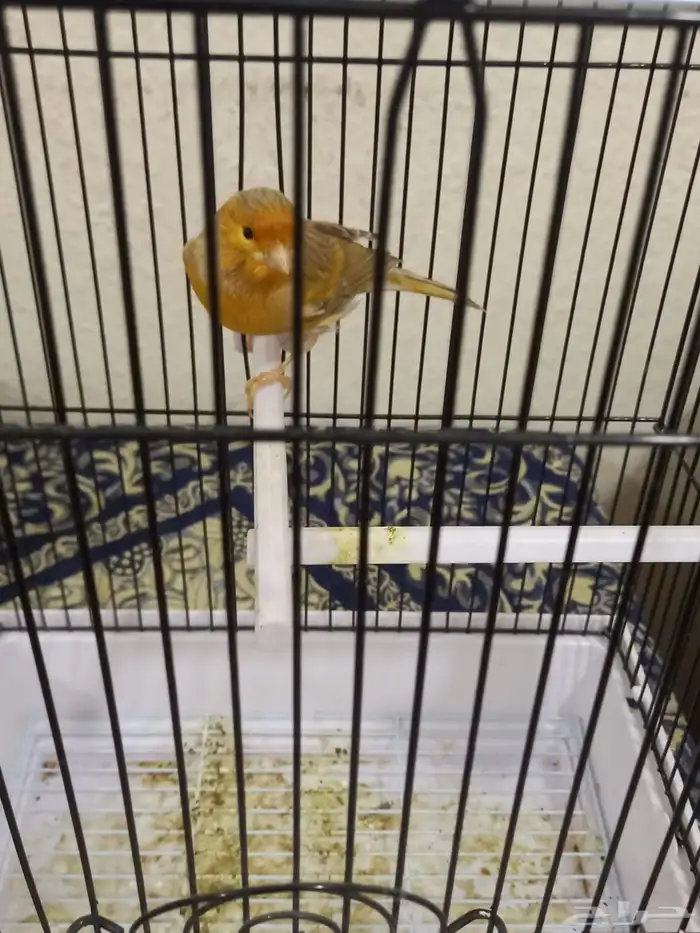 ذكر كناري مشمشي صافي تغريد 0