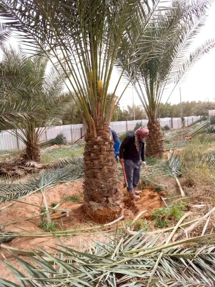 نخل مثمر للبيع نخيل صقعي مجدول اخلاص سكري نخل واشنطني زينه 2