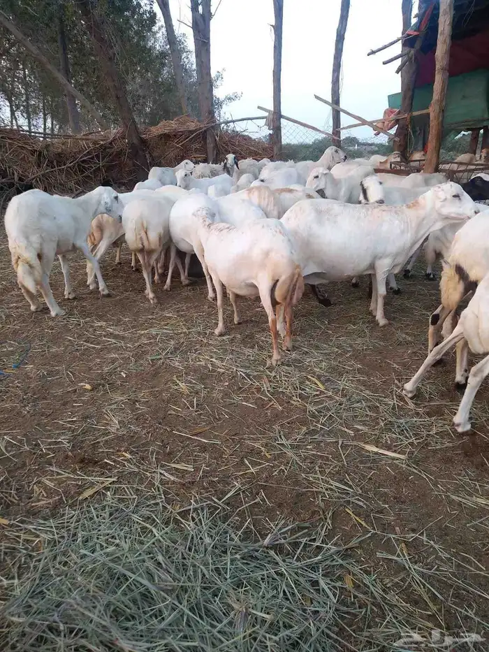 ضان رفيديات قرايب دفيع على شرط فحص سونار لعدد80راس مراح واحد 8