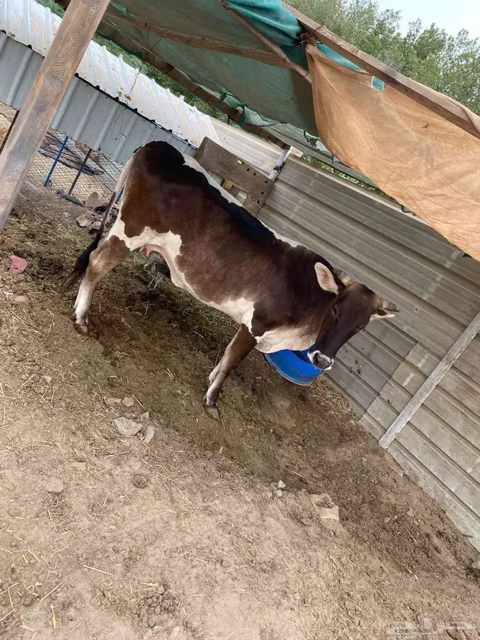 بقره جرسيه 1