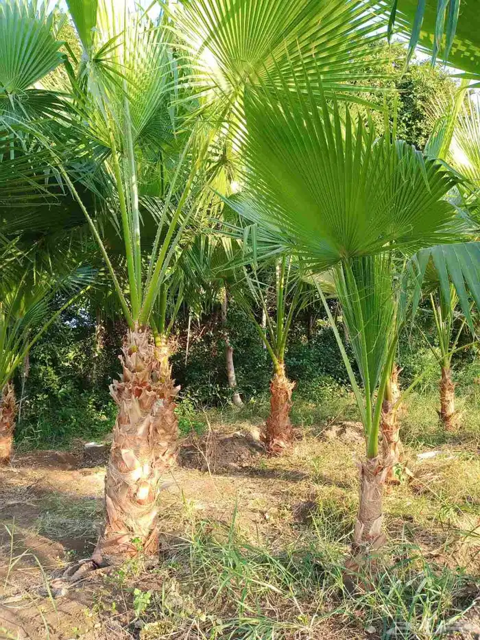 جميع احجام الأشجار والنباتات داخل المدينه المنوره 0