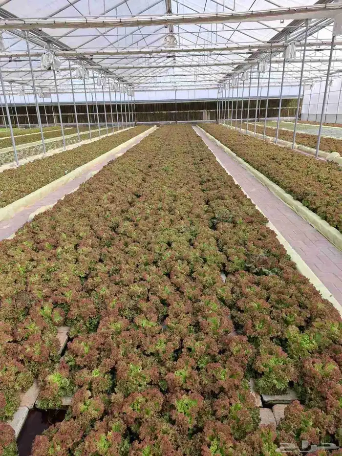 خس لولوبايوندا اخضر خس لولورسو احمر 0