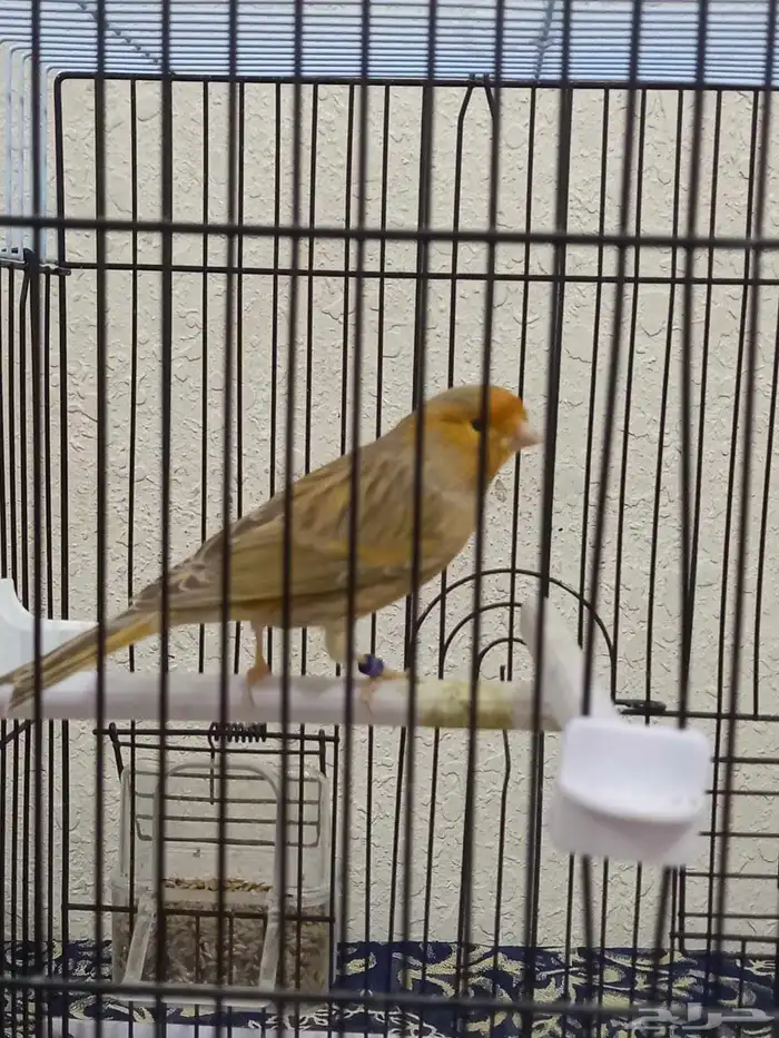 ذكر كناري مشمشي صافي تغريد 3