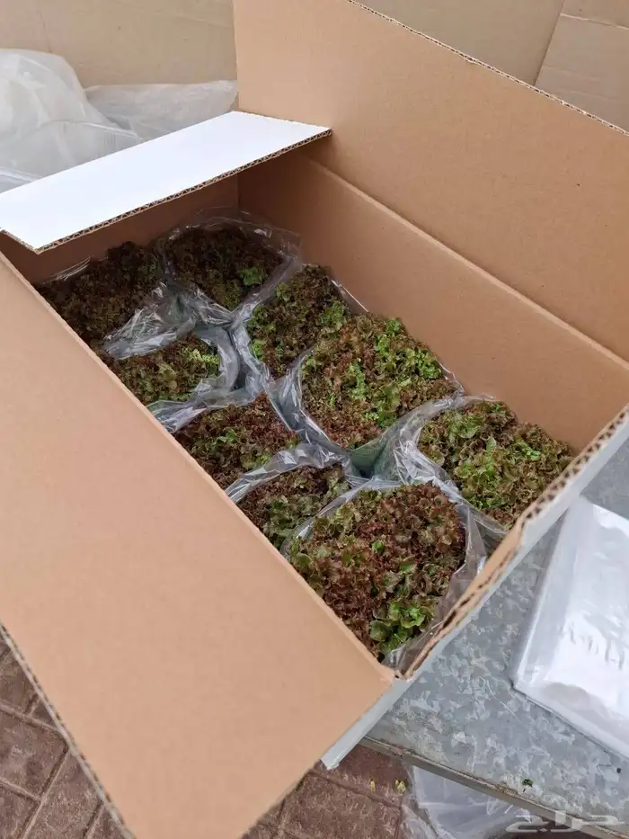 خس لولوبايوندا اخضر خس لولورسو احمر 7