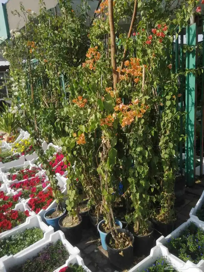 مزارع ومنسق حدائق 2