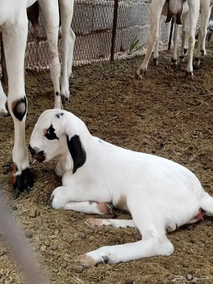 جفره بيشيه فاخره 3