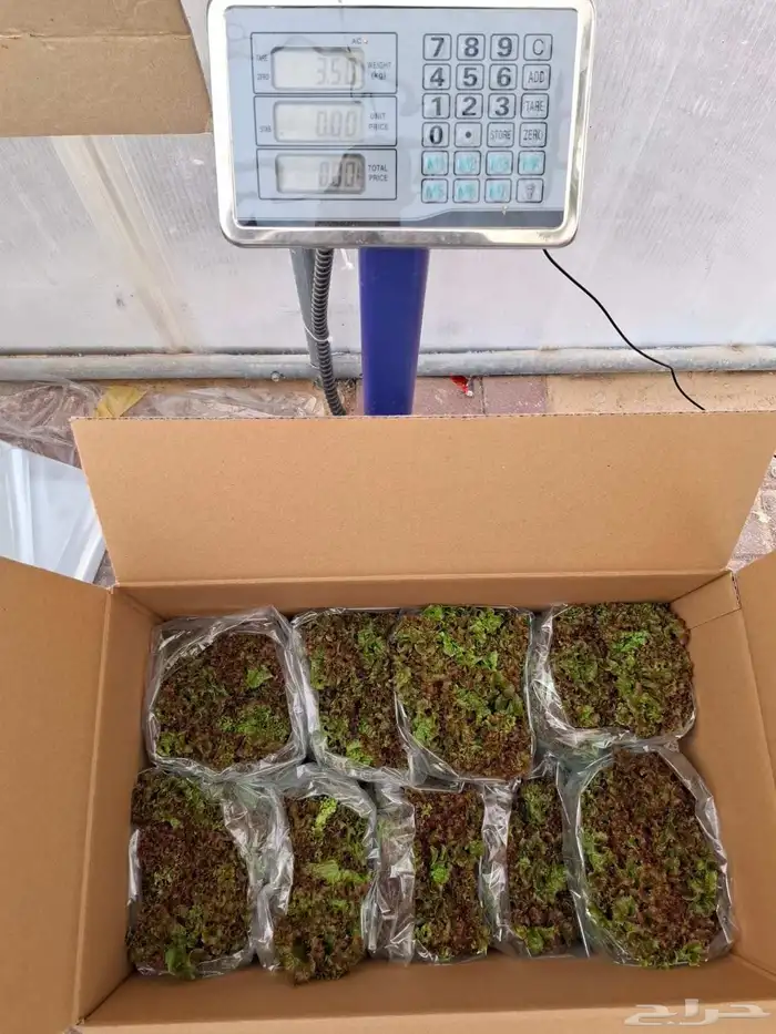 خس لولوبايوندا اخضر خس لولورسو احمر 9