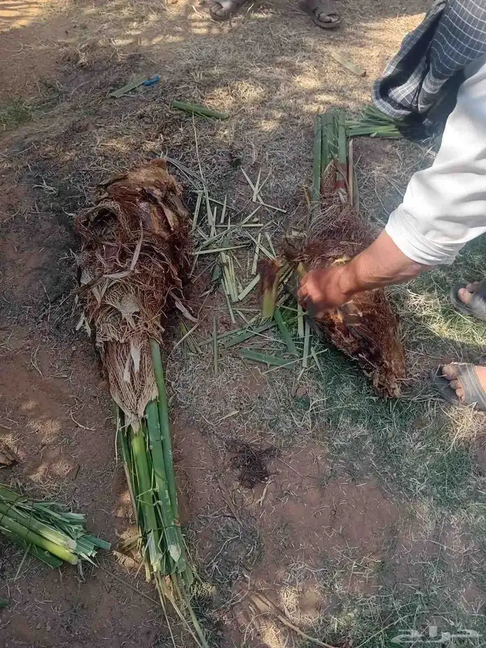 جثايث نخل للبيع وفسايل سكري وخلاص صقعي مجدول 1