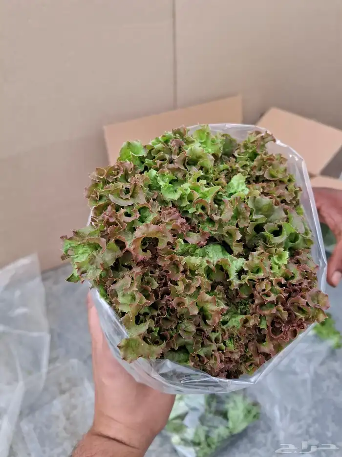 خس لولوبايوندا اخضر خس لولورسو احمر 3