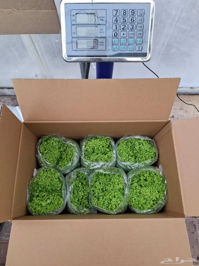 خس لولوبايوندا اخضر خس لولورسو احمر 8