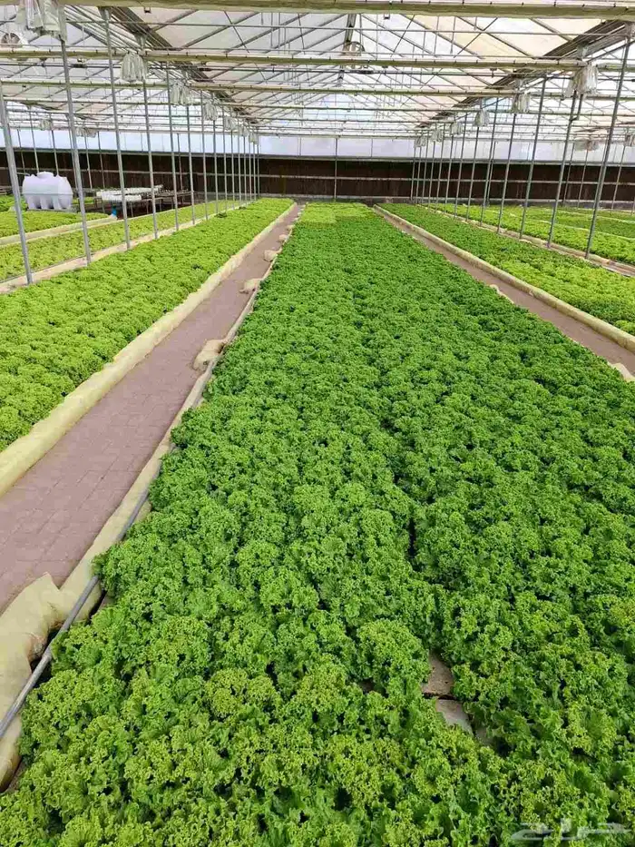 خس لولوبايوندا اخضر خس لولورسو احمر 1