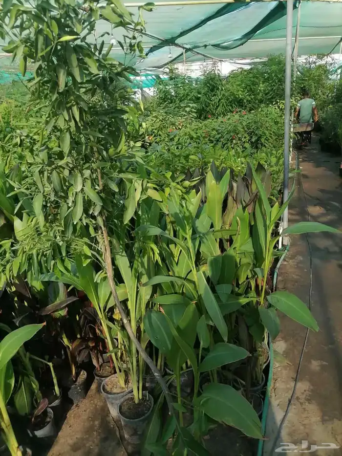 مشتل زراعية طبيعي 7