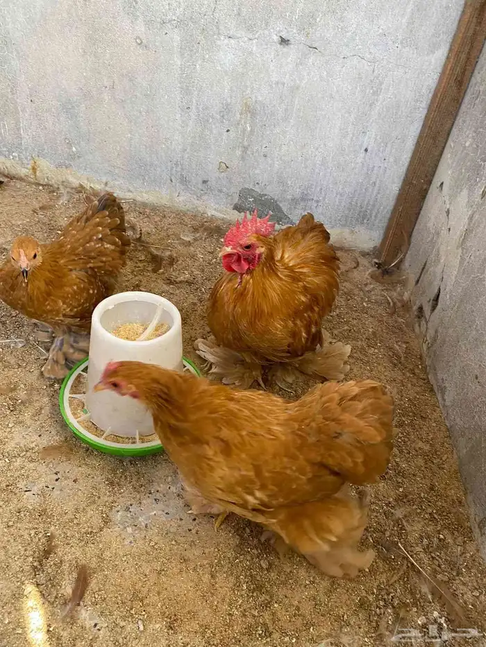 دجاج لافندر 2