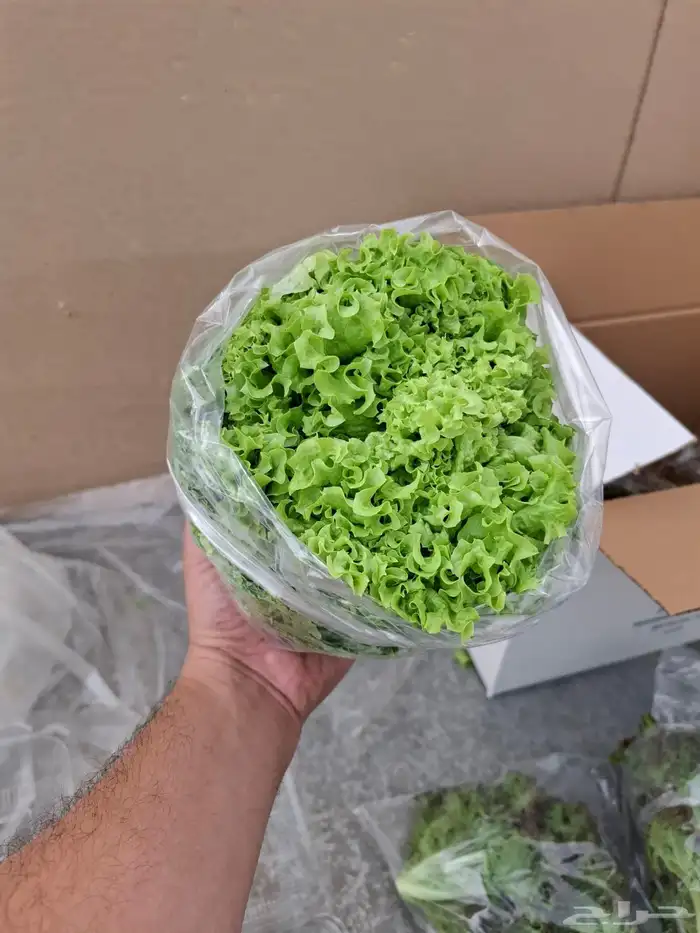 خس لولوبايوندا اخضر خس لولورسو احمر 2