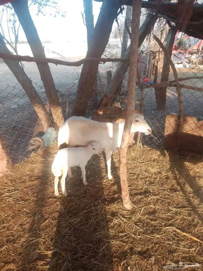 ضان رفيديات قرايب دفيع على شرط فحص سونار لعدد80راس مراح واحد 6