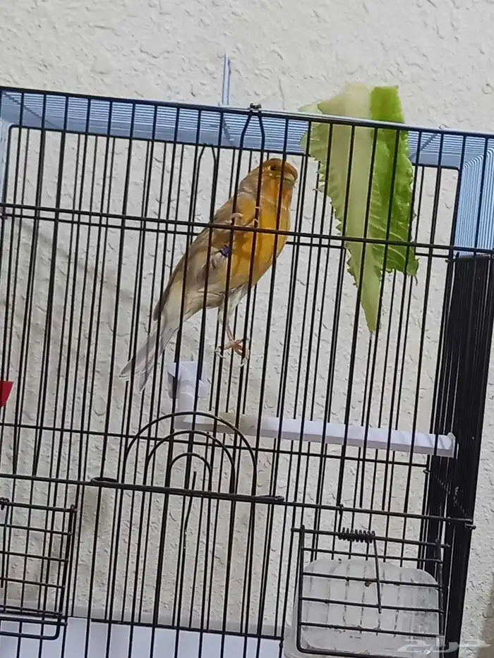 ذكر كناري مشمشي صافي تغريد 2