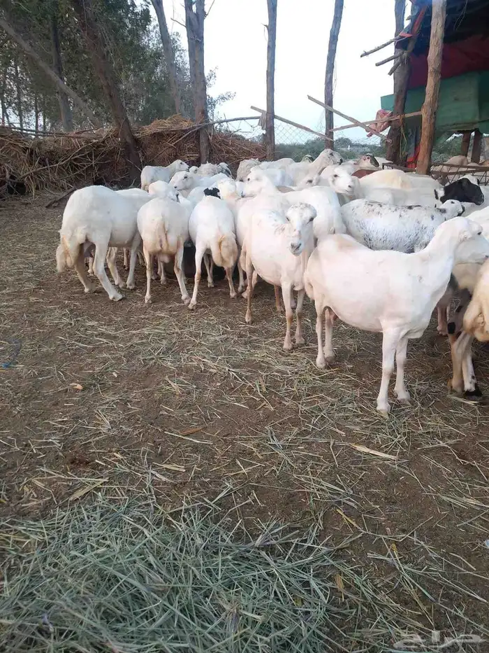 ضان رفيديات قرايب دفيع على شرط فحص سونار لعدد80راس مراح واحد 7