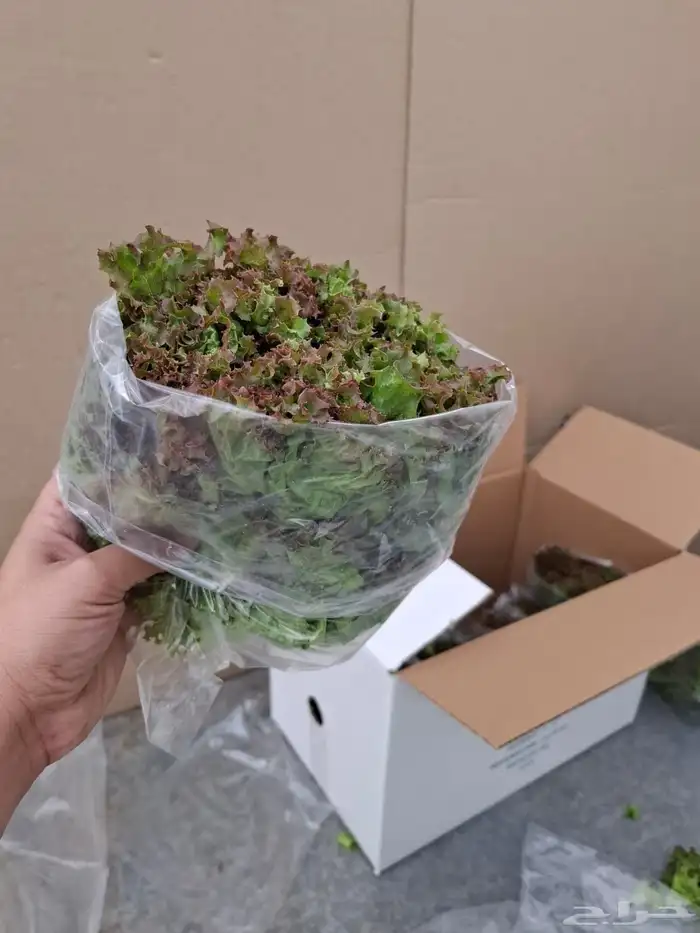 خس لولوبايوندا اخضر خس لولورسو احمر 4