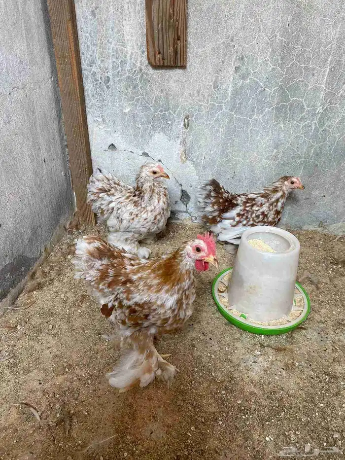 دجاج لافندر 0