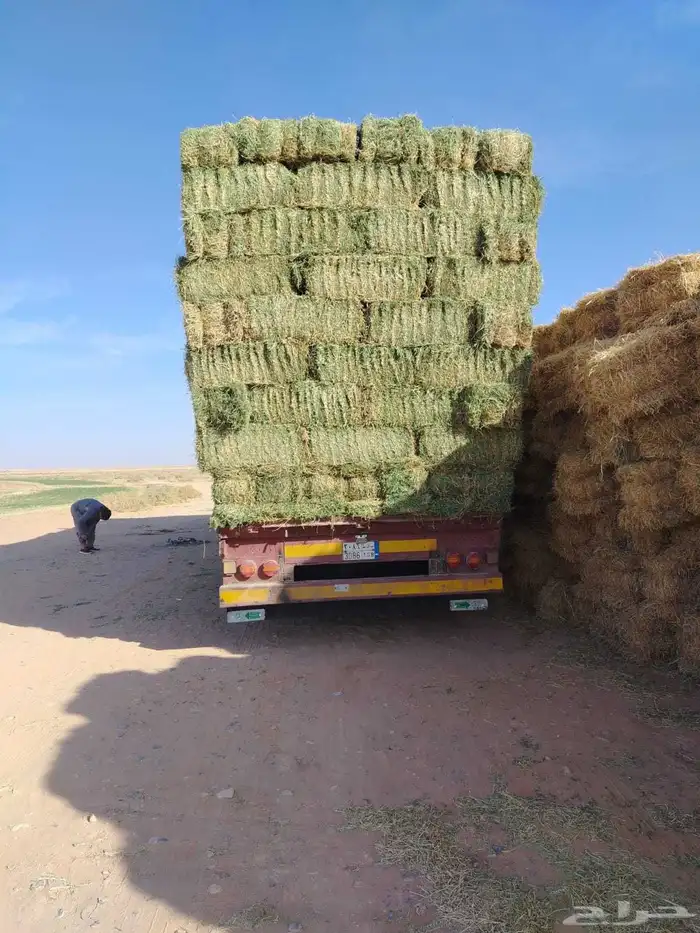 برسيم صافي 1