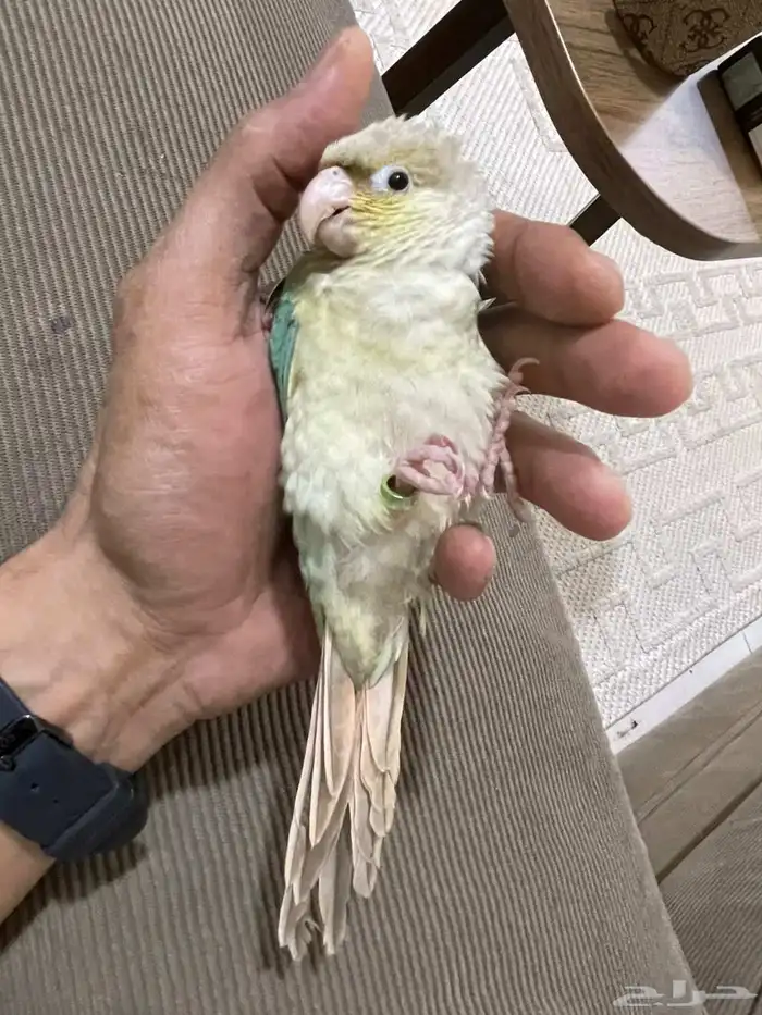 كنيور تركواز 3